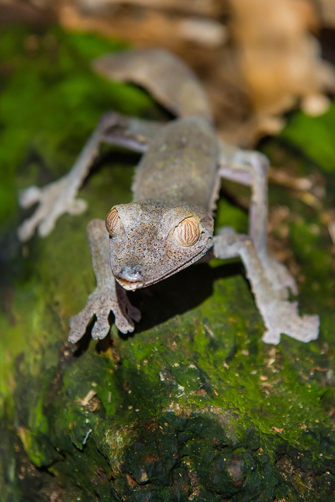 Madagascar-Marozevo-Peyrieras Reptile Farm Common leaf-tailed gecko Uroplatus fimbriatus art print by Inger Hogstrom for $57.95 CAD