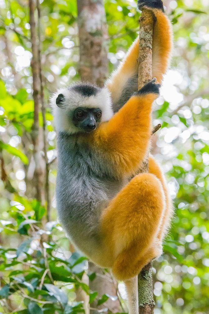 Madagascar-Andasibe-Vakona Lodge-Lemur Island Diademed sifaka in a tree art print by Inger Hogstrom for $57.95 CAD