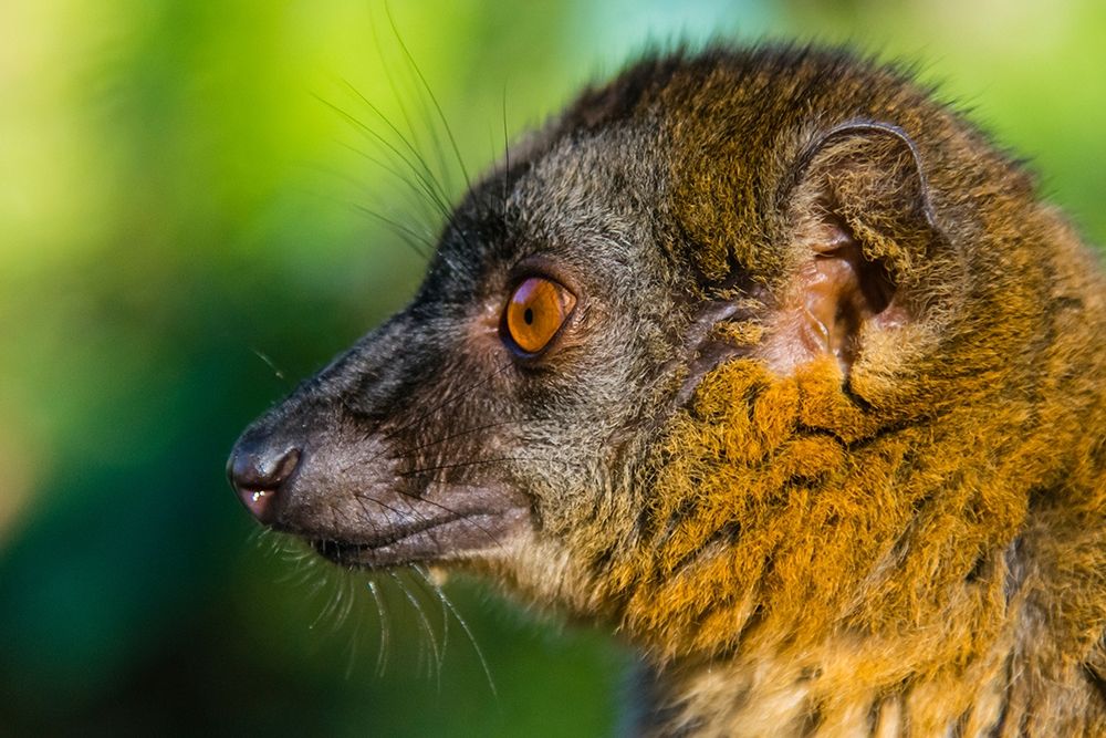 Madagascar-Andasibe-Vakona Lodge-Lemur Island Common brown lemur art print by Inger Hogstrom for $57.95 CAD