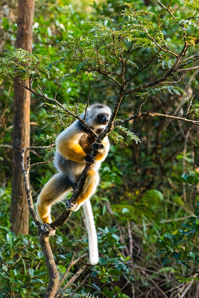 Madagascar-Andasibe-Vakona Lodge-Lemur Island Diademed sifaka in a tree art print by Inger Hogstrom for $57.95 CAD