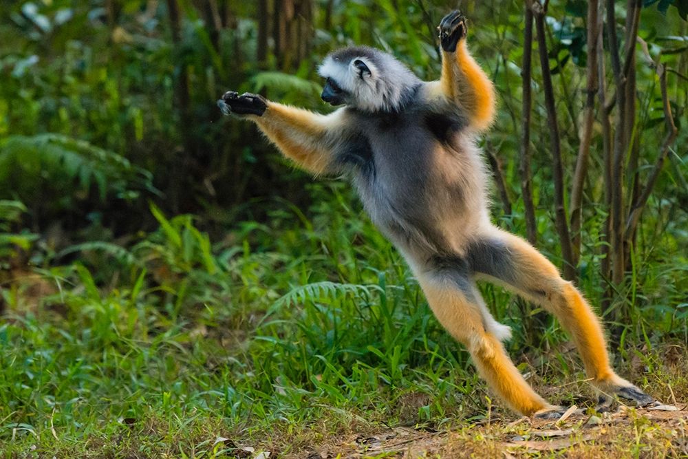 Madagascar-Andasibe-Vakona Lodge-Lemur Island Diademed sifaka leaping along the ground art print by Inger Hogstrom for $57.95 CAD