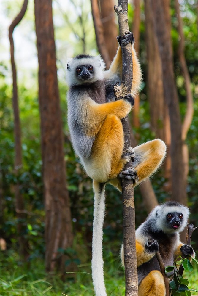 Madagascar-Andasibe-Vakona Lodge-Lemur Island Diademed sifakas in a tree art print by Inger Hogstrom for $57.95 CAD