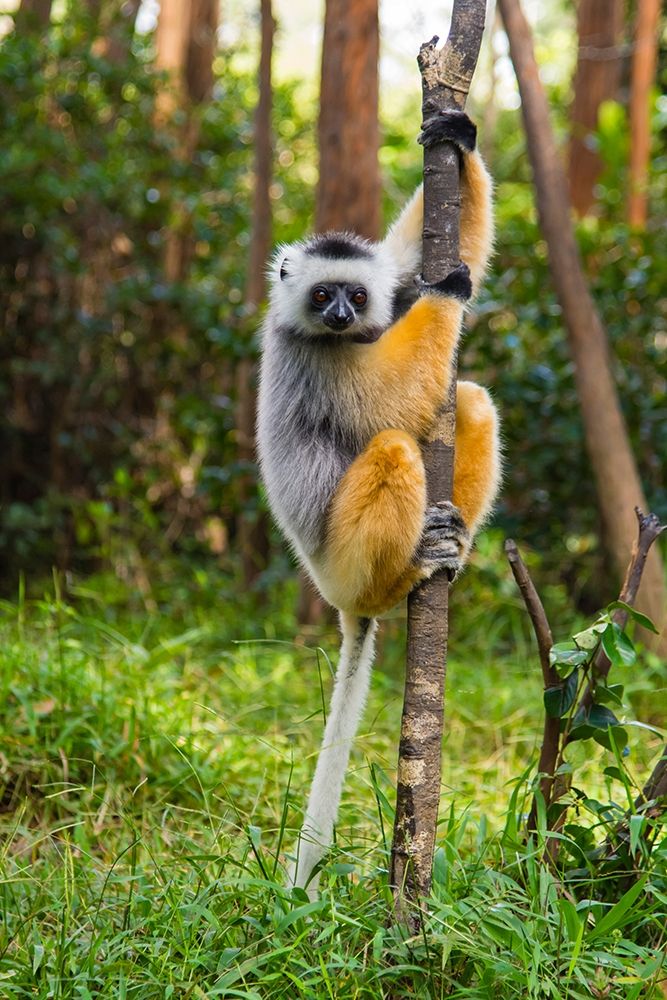 Madagascar-Andasibe-Vakona Lodge-Lemur Island Diademed sifaka in a tree art print by Inger Hogstrom for $57.95 CAD