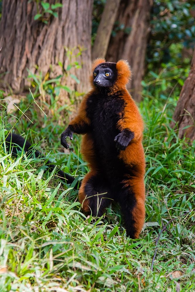 Madagascar-Andasibe-Vakona Lodge-Lemur Island Red ruffed lemur (Varecia rubra) standing art print by Inger Hogstrom for $57.95 CAD