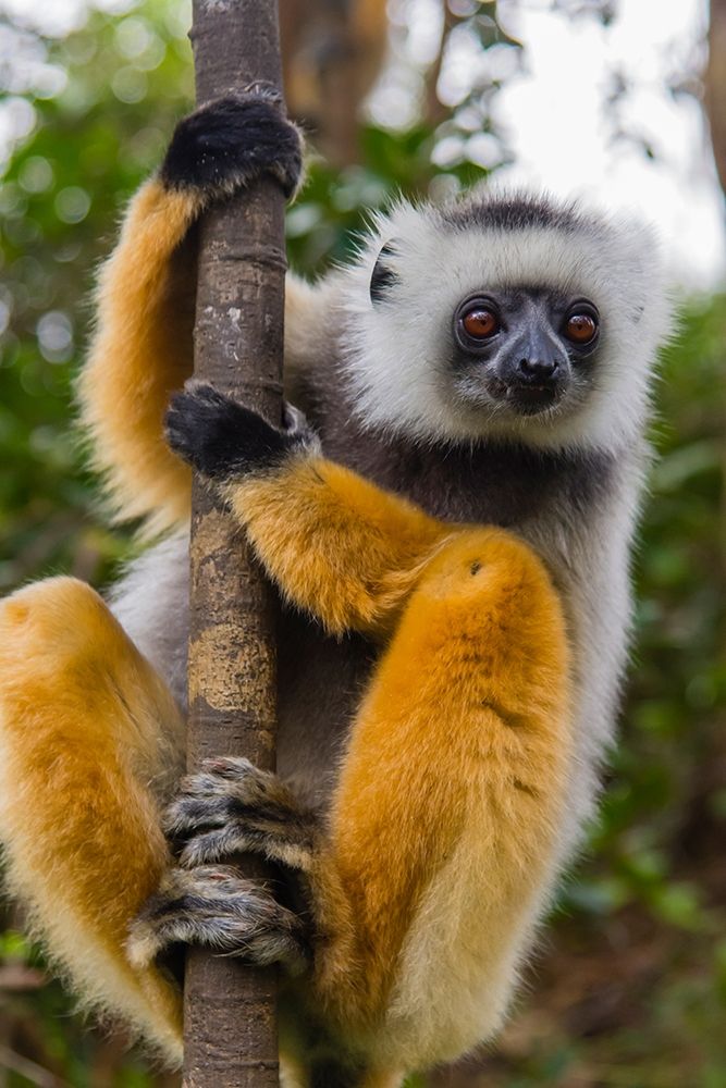 Madagascar-Andasibe-Vakona Lodge-Lemur Island Diademed sifaka curiously looking at something art print by Inger Hogstrom for $57.95 CAD