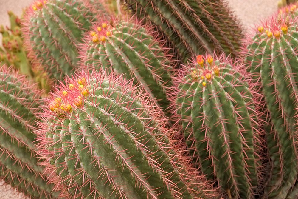 Marrakech-Morocco Beautiful arid garden filled with cacti-succulents art print by Julien McRoberts for $57.95 CAD