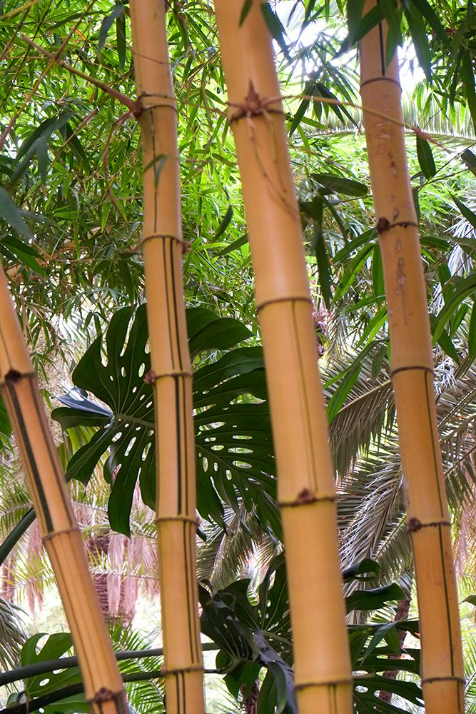 Marrakech-Morocco Tall stalks of bamboo art print by Julien McRoberts for $57.95 CAD
