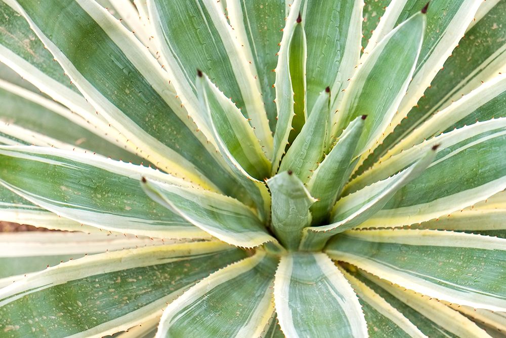 Marrakech-Morocco Desert agave plant art print by Julien McRoberts for $57.95 CAD