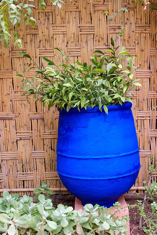 Marrakech-Morocco Plant life with cobalt blue backdrop art print by Julien McRoberts for $57.95 CAD