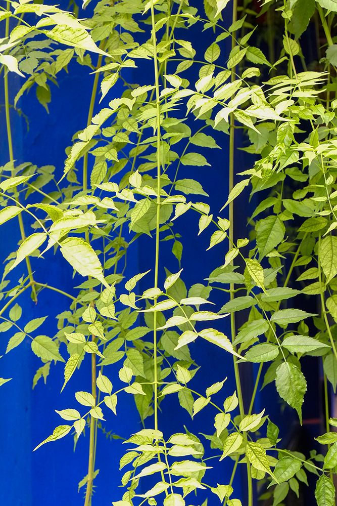 Marrakech-Morocco Plant life with cobalt blue backdrop art print by Julien McRoberts for $57.95 CAD