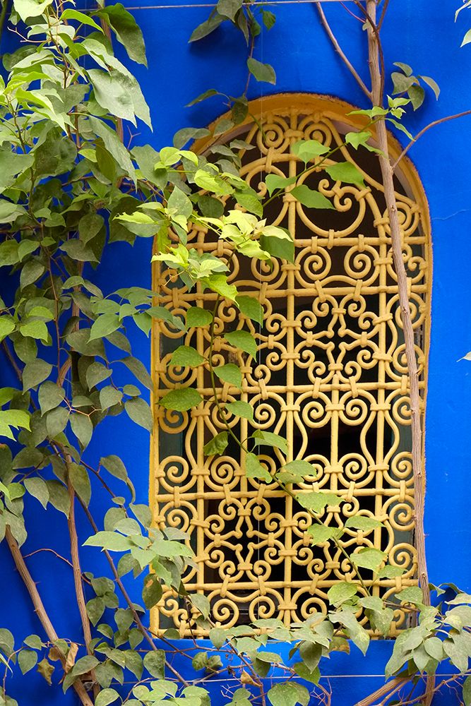 Marrakech-Morocco Plant life with cobalt blue backdrop art print by Julien McRoberts for $57.95 CAD