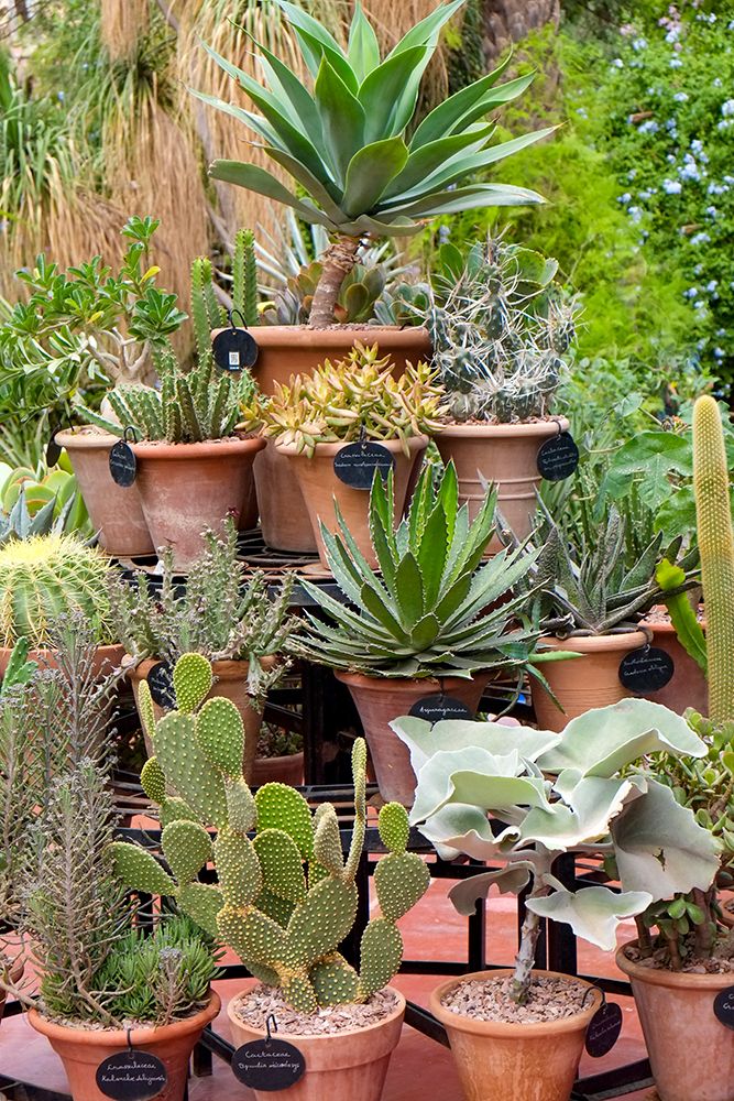 Marrakech-Morocco Beautiful arid garden filled with cacti-succulents art print by Julien McRoberts for $57.95 CAD