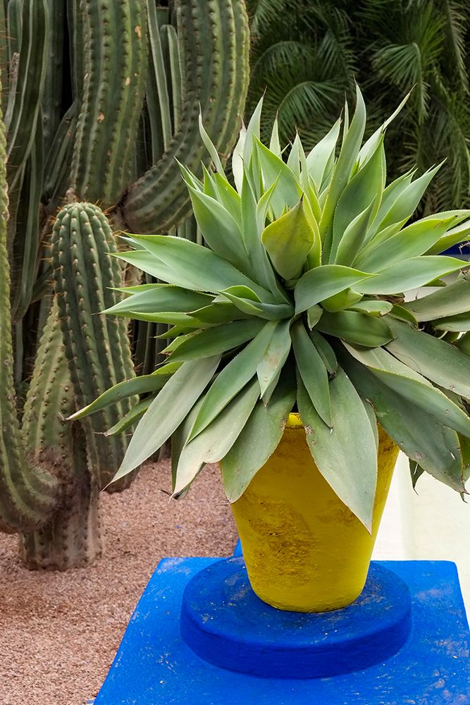 Marrakech-Morocco Beautiful arid garden filled with cacti-succulents art print by Julien McRoberts for $57.95 CAD