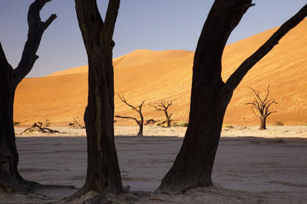 Tree and dunes, Dead Vlei, Sossusvlei, Namibia art print by Wendy Kaveney for $57.95 CAD