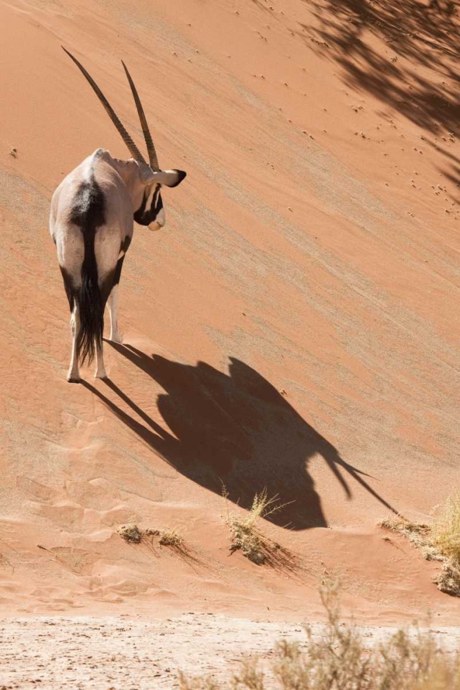Oryx standing on sand dune, Sossusvlei, Namibia art print by Wendy Kaveney for $57.95 CAD