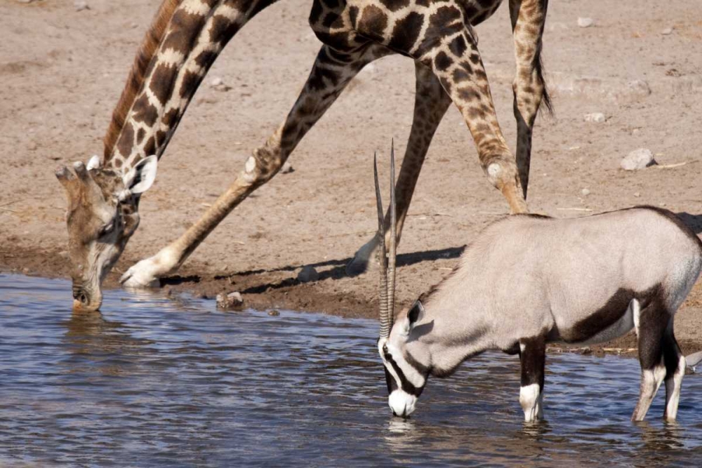 Giraffe and Oryx at water, Etosha NP, Namibia art print by Wendy Kaveney for $57.95 CAD