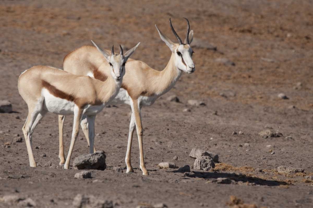 Pair of springboks, Etosha NP, Namibia art print by Wendy Kaveney for $57.95 CAD