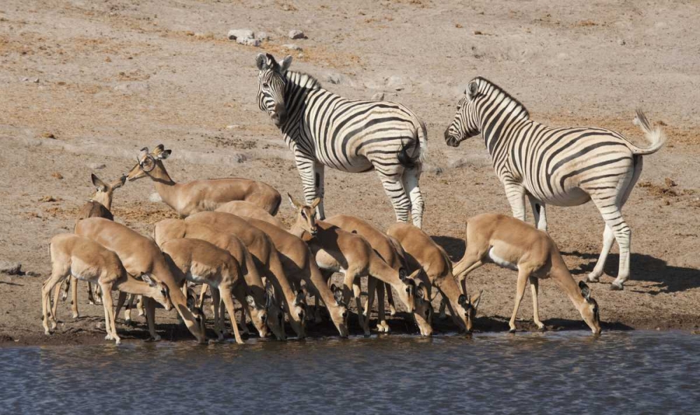 Zebras and black-faced impala, Etosha NP, Namibia art print by Wendy Kaveney for $57.95 CAD