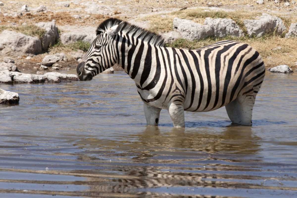 Zebra standing in waterhole, Etosha NP, Namibia art print by Wendy Kaveney for $57.95 CAD
