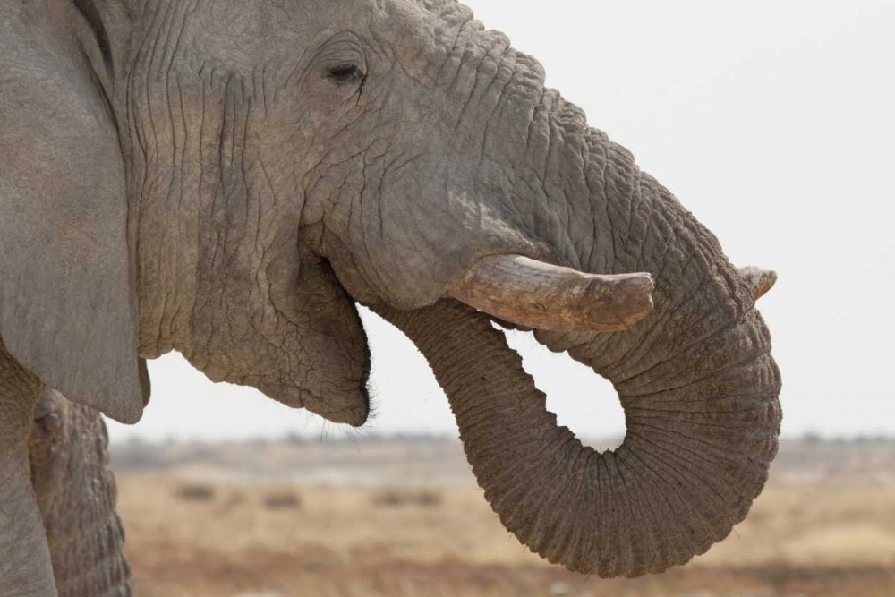 Portrait of African elephant, Etosha NP, Namibia art print by Wendy Kaveney for $57.95 CAD