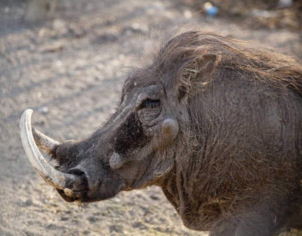 Portrait of old warthog, Etosha NP, Namibia art print by Wendy Kaveney for $57.95 CAD