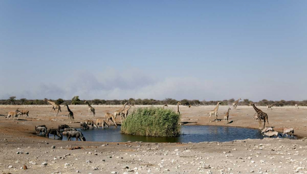 Animals gather at waterhole, Etosha NP, Namibia art print by Wendy Kaveney for $57.95 CAD