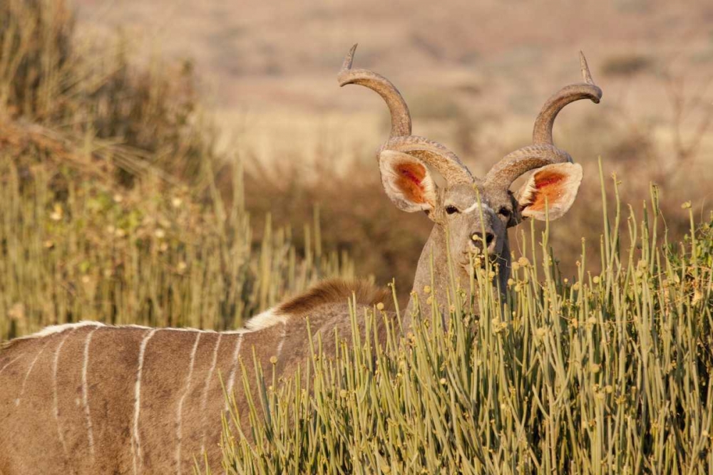 Greater kudu male, Palmwag Conservancy, Namibia art print by Wendy Kaveney for $57.95 CAD