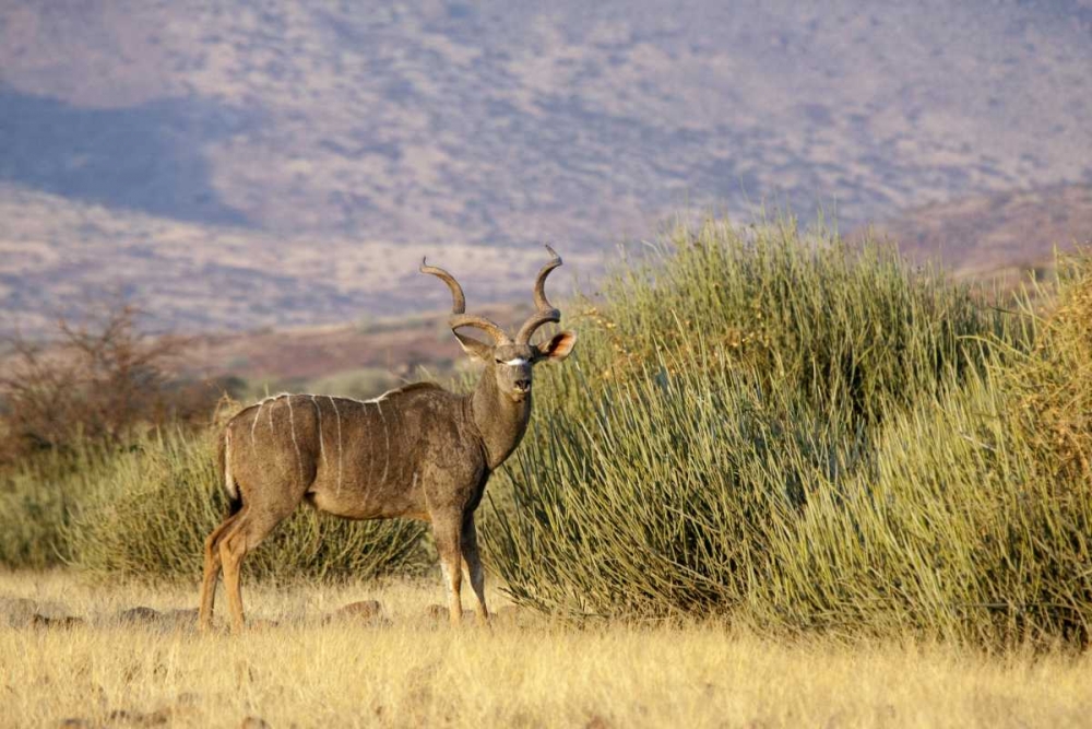 Greater kudu male, Palmwag Conservancy, Namibia art print by Wendy Kaveney for $57.95 CAD