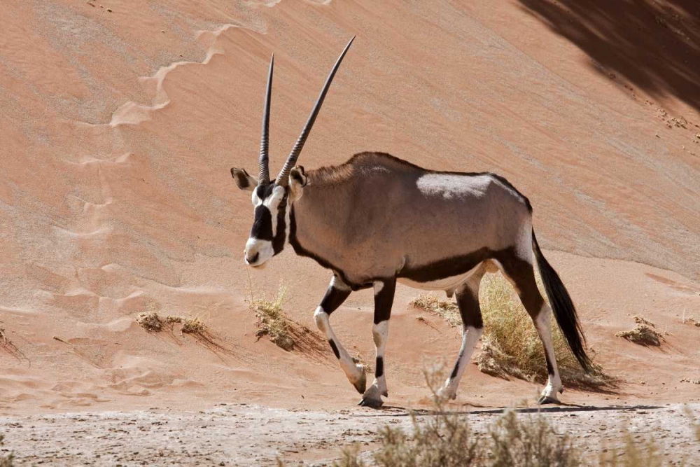 Male Oryx, Namib Naukluft, Namib Desert, Namibia art print by Bill Young for $57.95 CAD