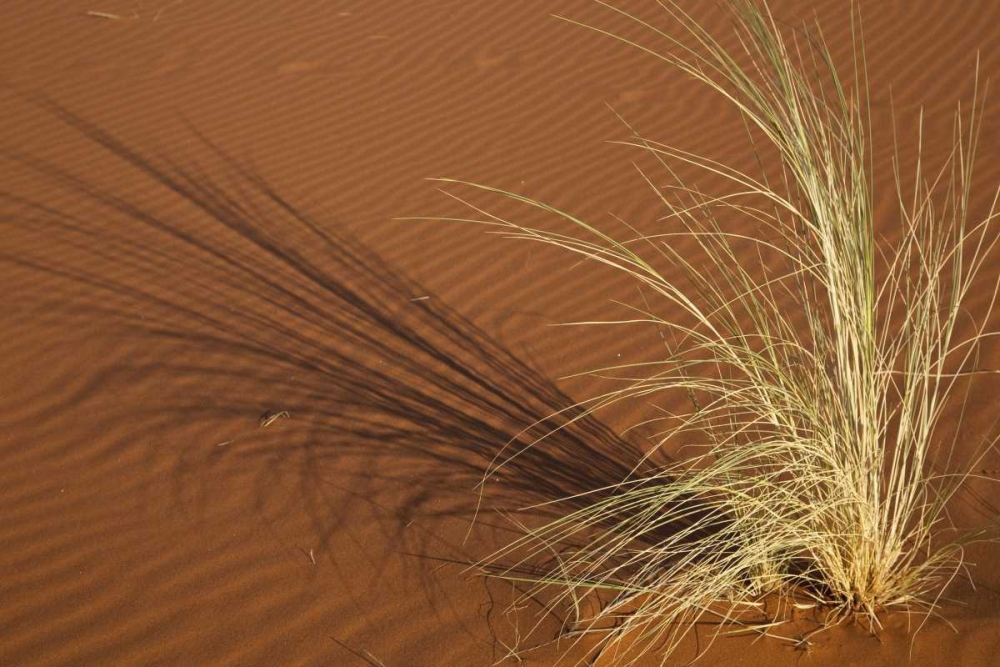 Tuft of grass in the Namib Desert, Namibia art print by Bill Young for $57.95 CAD