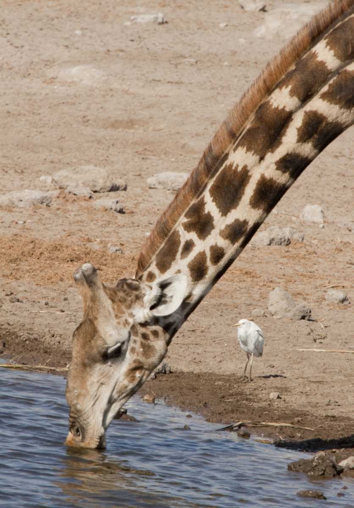 Namibia, Etosha NP Giraffe drinking art print by Wendy Kaveney for $57.95 CAD