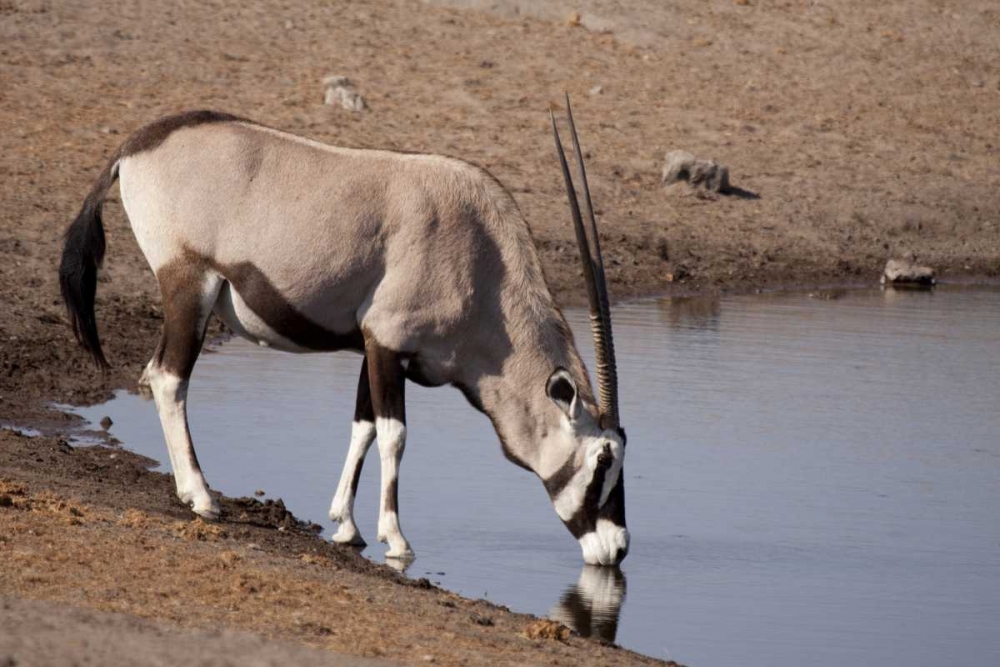 Namibia, Etosha NP Oryx drinking at a waterhole art print by Wendy Kaveney for $57.95 CAD
