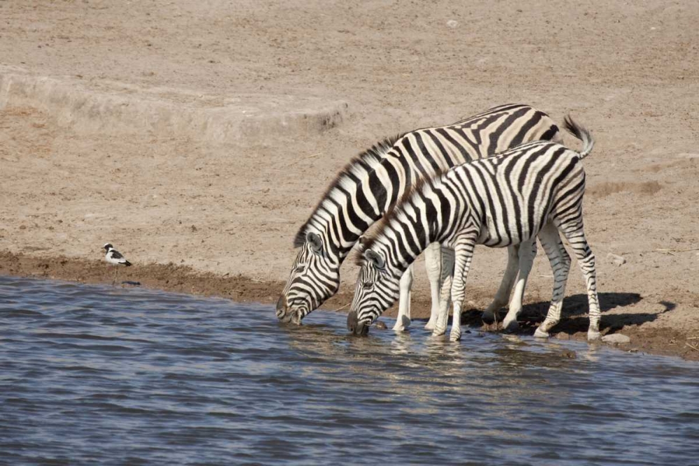 Namibia, Etosha NP Zebras drink at a waterhole art print by Wendy Kaveney for $57.95 CAD