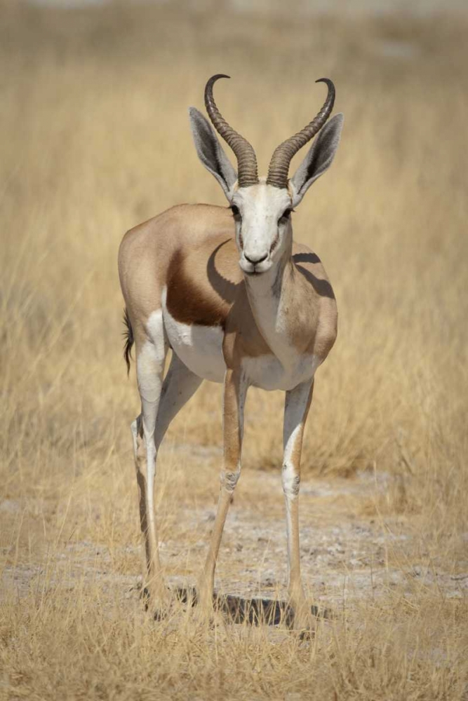 Namibia, Etosha NP Standing springbok art print by Wendy Kaveney for $57.95 CAD
