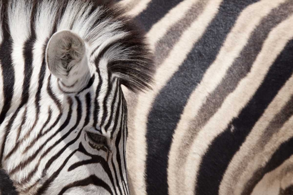 Namibia, Etosha NP Details of two zebras art print by Wendy Kaveney for $57.95 CAD
