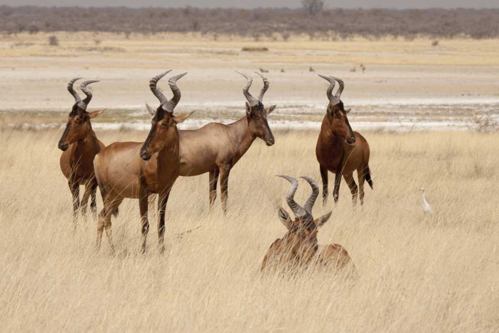 Namibia, Etosha NP Red hartebeets art print by Wendy Kaveney for $57.95 CAD