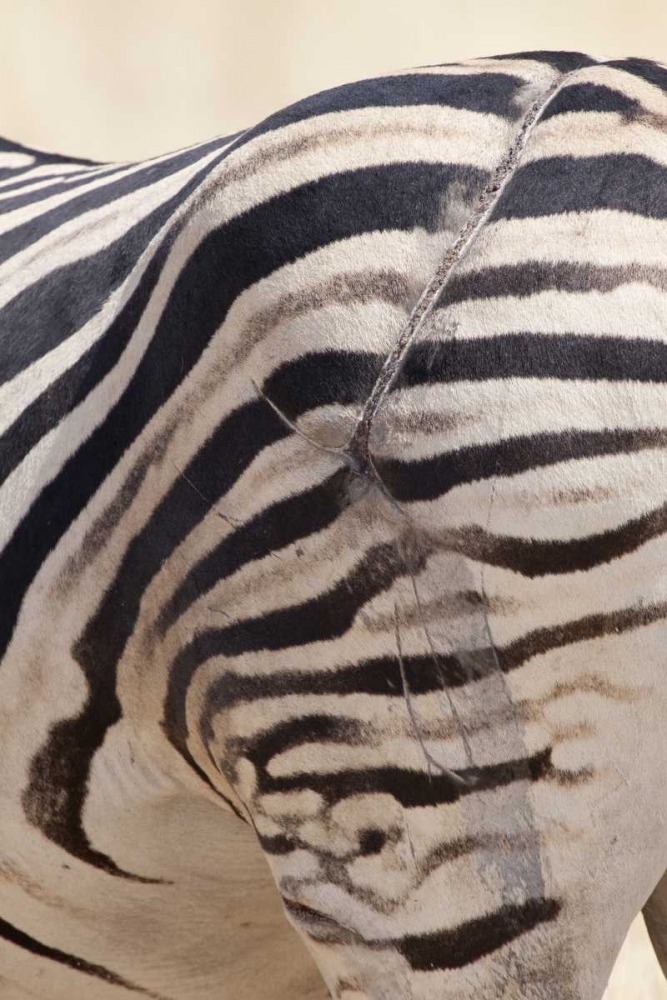 Namibia, Etosha NP Zebras scarred hind end art print by Wendy Kaveney for $57.95 CAD
