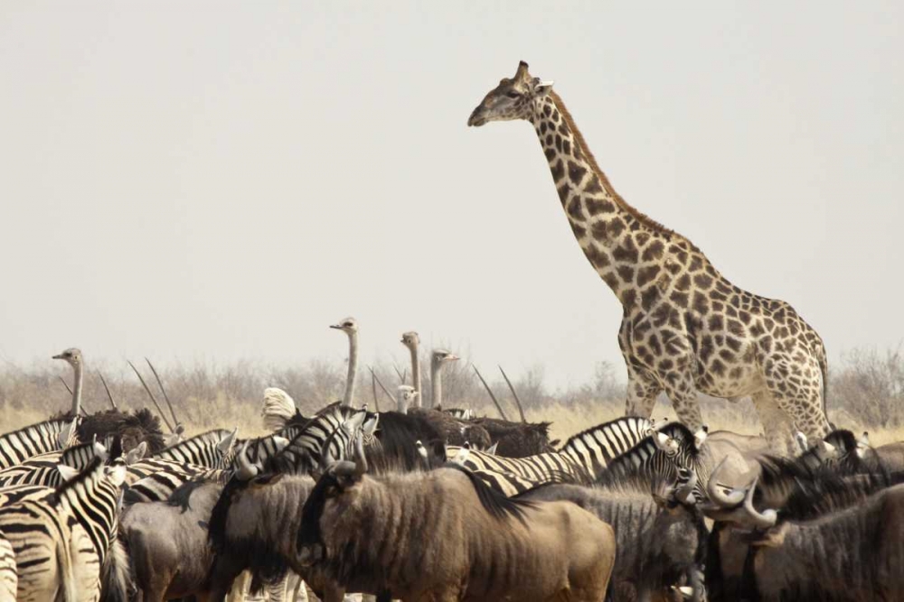 Namibia, Etosha NP Animals at a waterhole art print by Wendy Kaveney for $57.95 CAD