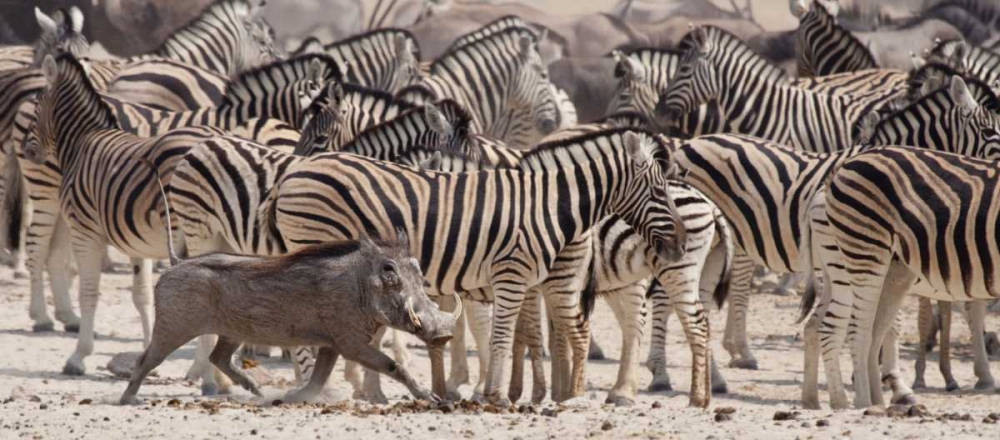 Namibia, Etosha NP A warthog runs past zebras art print by Wendy Kaveney for $57.95 CAD