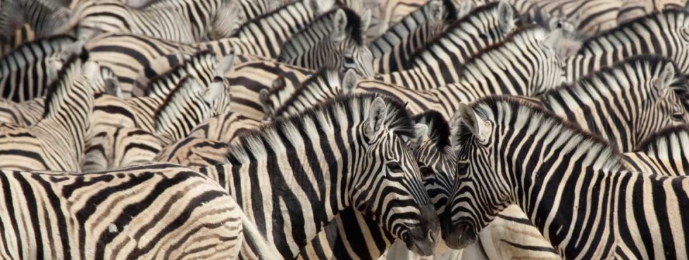 Namibia, Etosha NP A herd of zebras art print by Wendy Kaveney for $57.95 CAD
