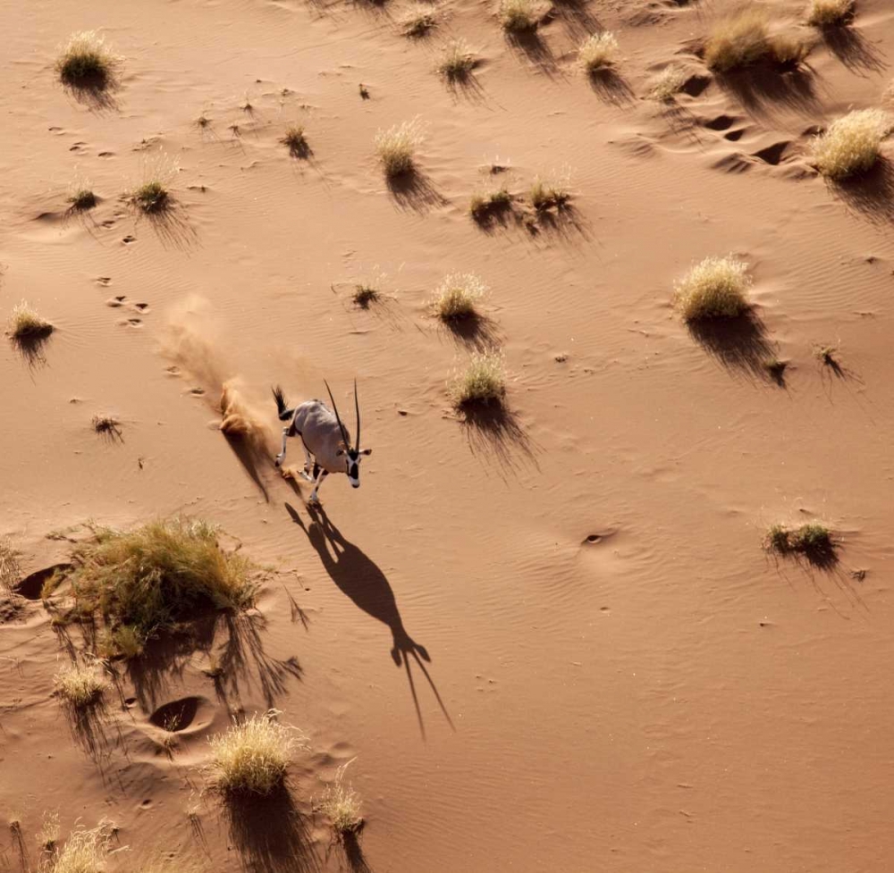 Namibia, Sossusvlei Aerial of oryx and shadow art print by Wendy Kaveney for $57.95 CAD