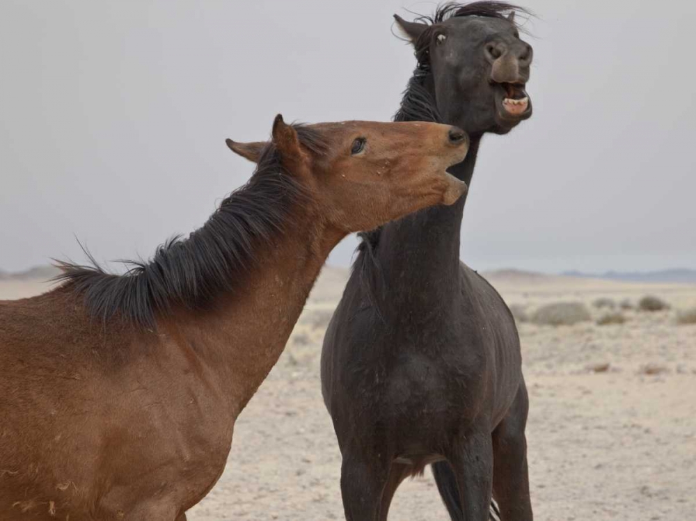 Namibia, Garub Feral horses playing art print by Bill Young for $57.95 CAD