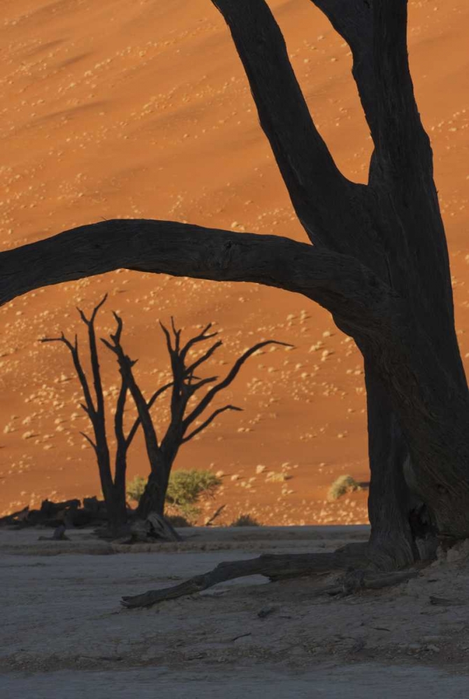 Namibia, Namib Desert Silhouette of lone tree art print by Wendy Kaveney for $57.95 CAD