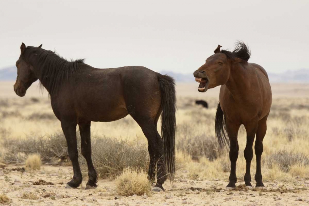 Namibia, Aus Two wild horses on the Namib Desert art print by Wendy Kaveney for $57.95 CAD
