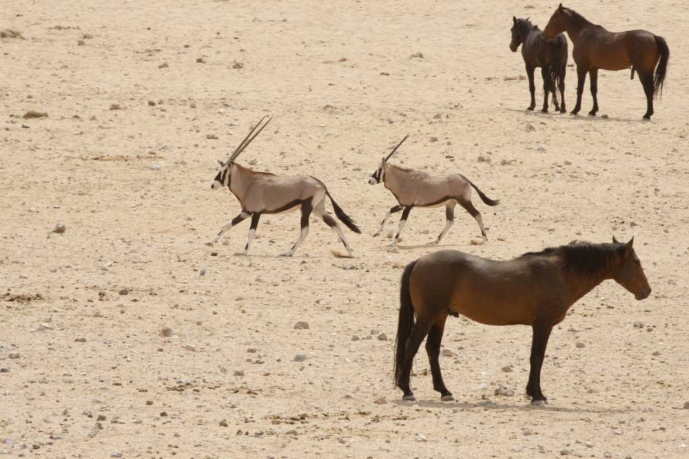 Namibia, Aus,  Namib Desert Oryxes and horses art print by Wendy Kaveney for $57.95 CAD