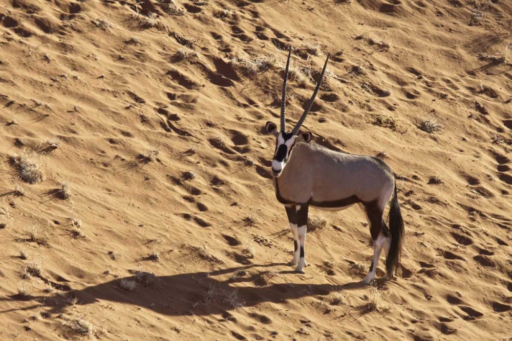Namibia, Namib-Naukluft , Sossusvlei Lone oryx art print by Wendy Kaveney for $57.95 CAD