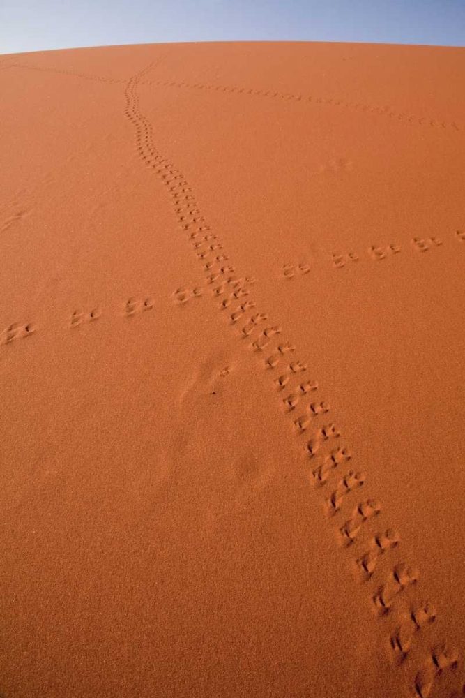 Namibia, Sossusvlei Animal tracks on a sand dune art print by Wendy Kaveney for $57.95 CAD