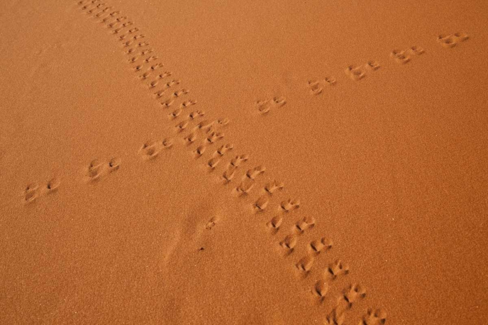 Namibia, Sossusvlei Animal tracks on a sand dune art print by Wendy Kaveney for $57.95 CAD