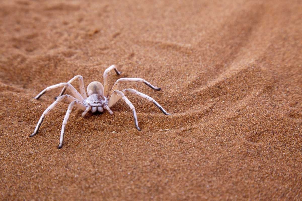 Namibia, Sossusvlei Dancing white lady spider art print by Wendy Kaveney for $57.95 CAD