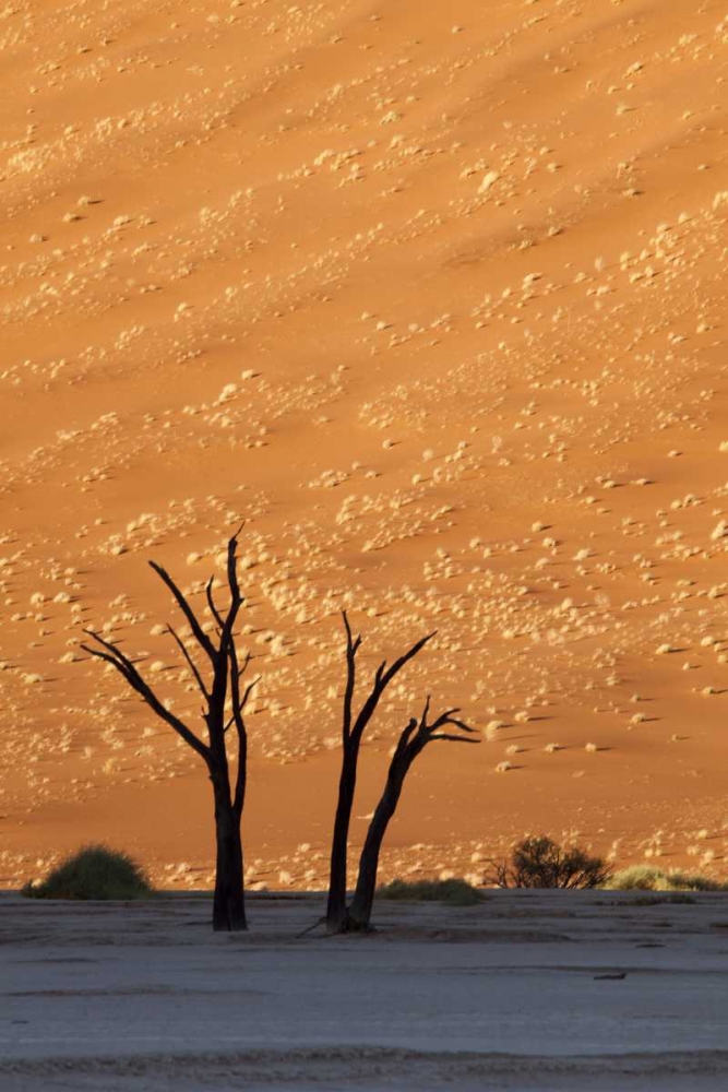 Namibia, Sossusvlei Dead trees with sand dune art print by Wendy Kaveney for $57.95 CAD